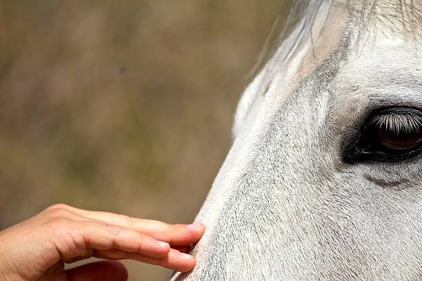 istock Child Petting Horse 491329823