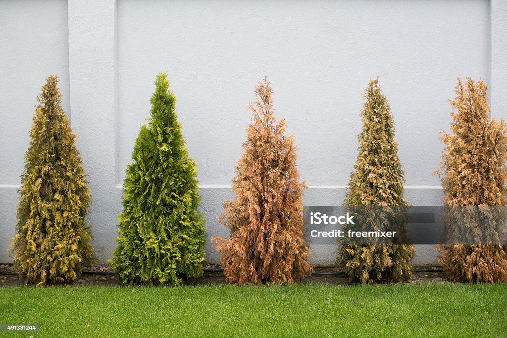 Fir trees in many colors Dead Stock Photo