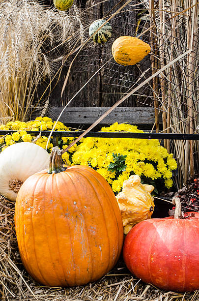 istock Pumpkin and other squash for Halloween 491331738