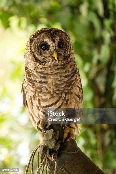 Colorful Barred Owl 2 Stock Photo - Download Image Now - 2015, Alertness, Animal