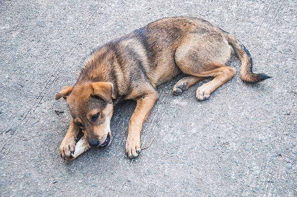 istock Thai dog eating on street 491332470