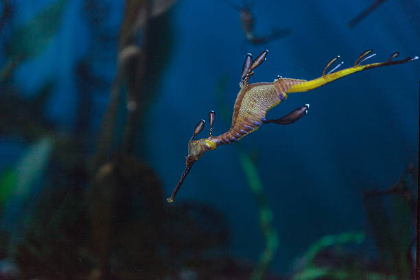 istock Weedy seadragon, Phyllopteryx taeniolatus 491332888