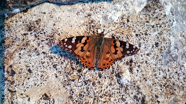 istock Vanessa cardui Butterfly on the wall 491333016