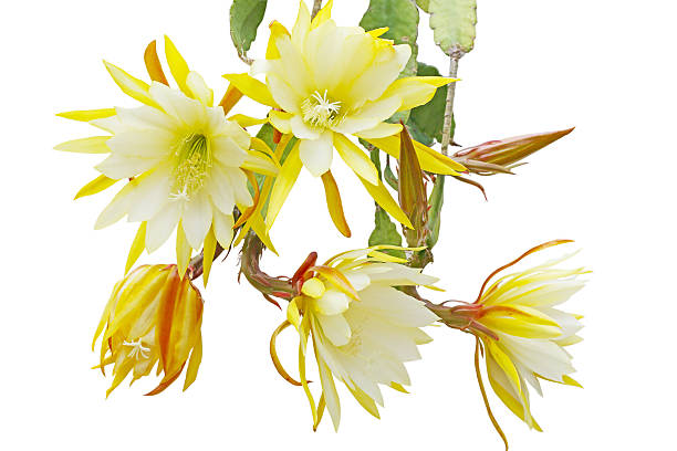 Epiphyllum Bundle Bundle of yellow Epiphyllum flowers isolated on white background night blooming cereus stock pictures, royalty-free photos & images