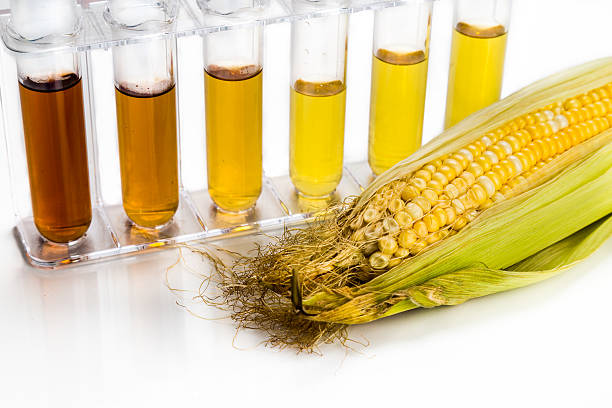 istock Corn derived ethanol biofuel with test tubes on white background 491333466