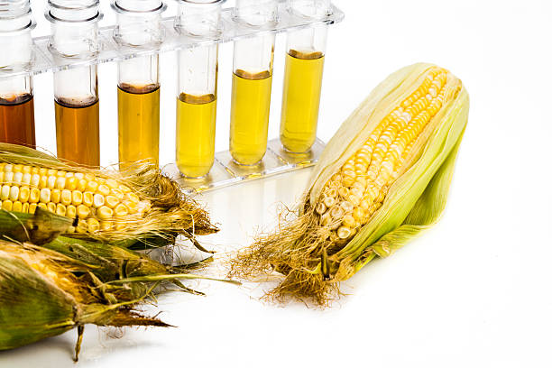 istock Corn derived ethanol biofuel with test tubes on white background 491333494