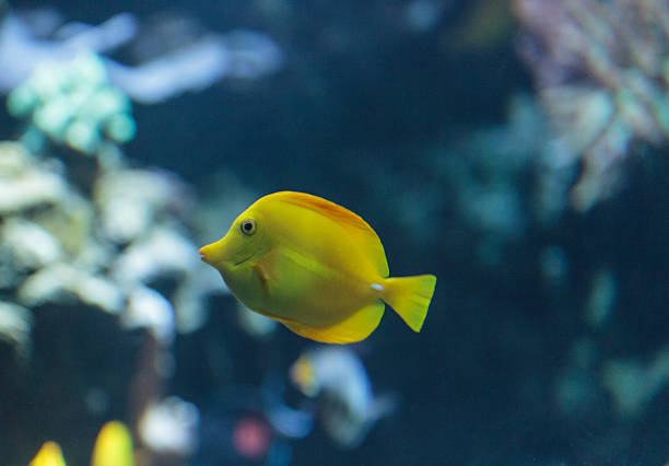 istock Yellow tang fish, Zebrasoma flavenscens 491333586