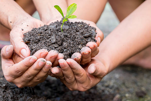 istock Cupped hands holding a green plant 491333916