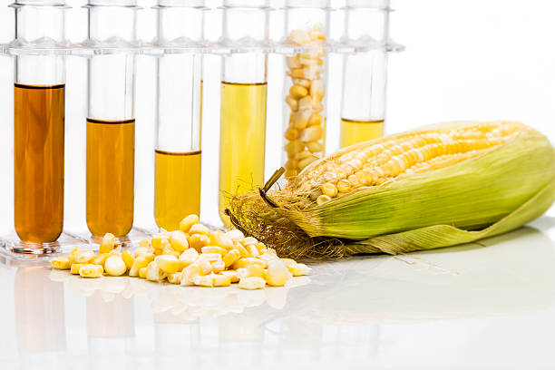 istock Corn derived ethanol biofuel with test tubes on white background 491334068