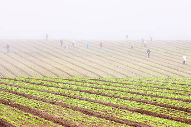 trabajadores emigrantes farm cultivo paisaje de niebla - sharecropper fotografías e imágenes de stock