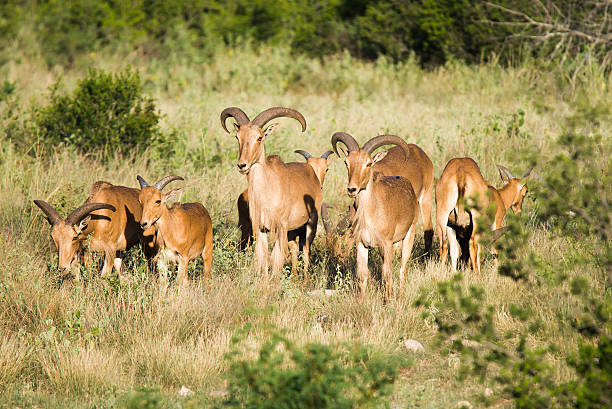 aoudad ovejas - paridigitate mammals fotografías e imágenes de stock