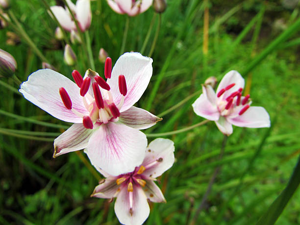 istock Butomus umbellatus blossom 491336486