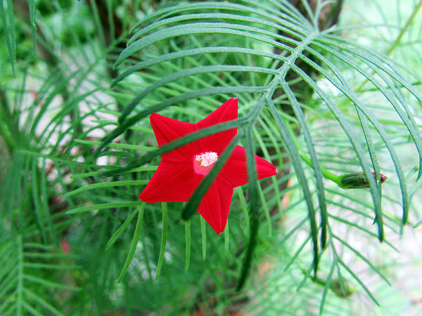 Ipomoea quamoclit the cypress vine gentle blossom