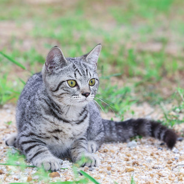istock Cat stalking hunting in garden 491345126