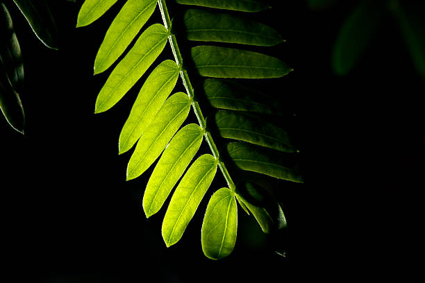 istock Green leaves on black background 491345726