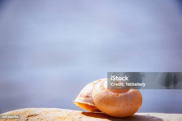 Snail House Stock Photo - Download Image Now - 2015, Animal Shell, Bay of Water