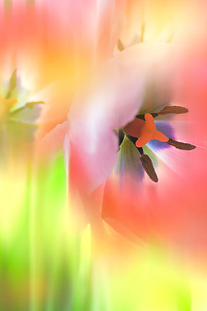 istock Gentle Abstract Flowers background, colorful 491347634