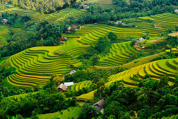 istock Terraced fields in Mu Cang Chai, Ha Giang 491348938