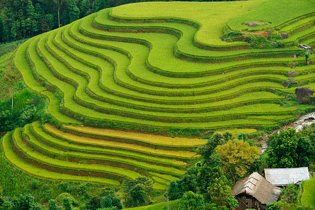 istock Terraced fields in Mu Cang Chai, Ha Giang 491349480