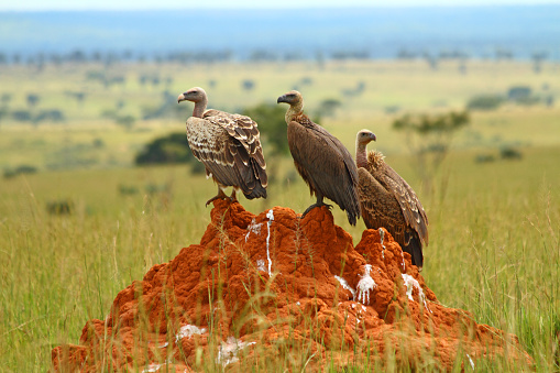 Three vultures sit on a feces stained rock in Murchison Falls National Park, Uganda.