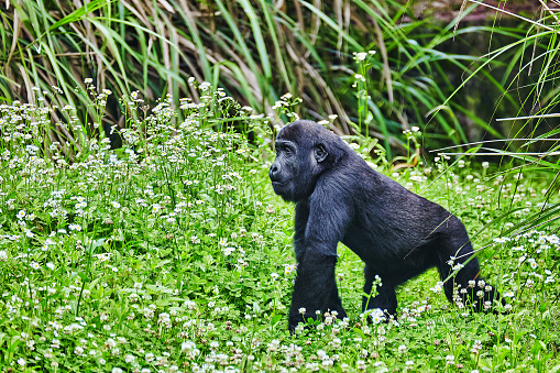 Silverback gorilla eating
