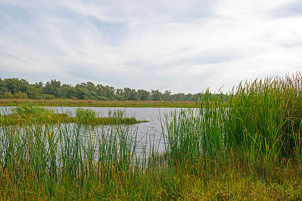 istock Shore of a lake below a cloudy sky in autumn 491352076