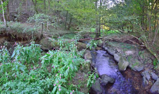 istock Mountain bike trail over creek (Austria/Europe) 491359296