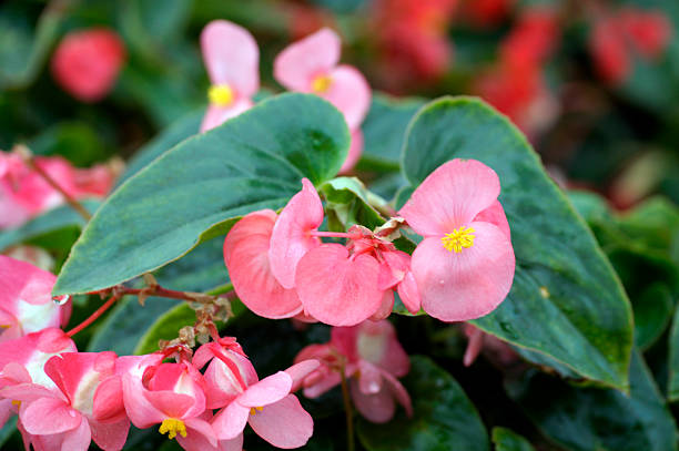 istock Ornamental Flowers, Home Interior, Garden, Plants 491359594
