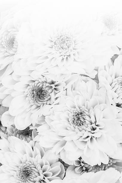 istock Beautiful chrysanthemum flowers patter 491361248