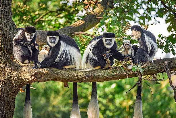 armée de modèles mantled guereza singes avec deux nouveaux-nés - leaf monkey photos et images de collection