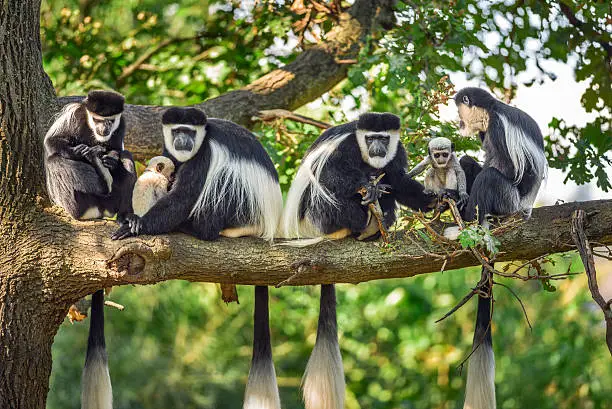 Photo of Troop of Mantled guereza monkeys with two newborns