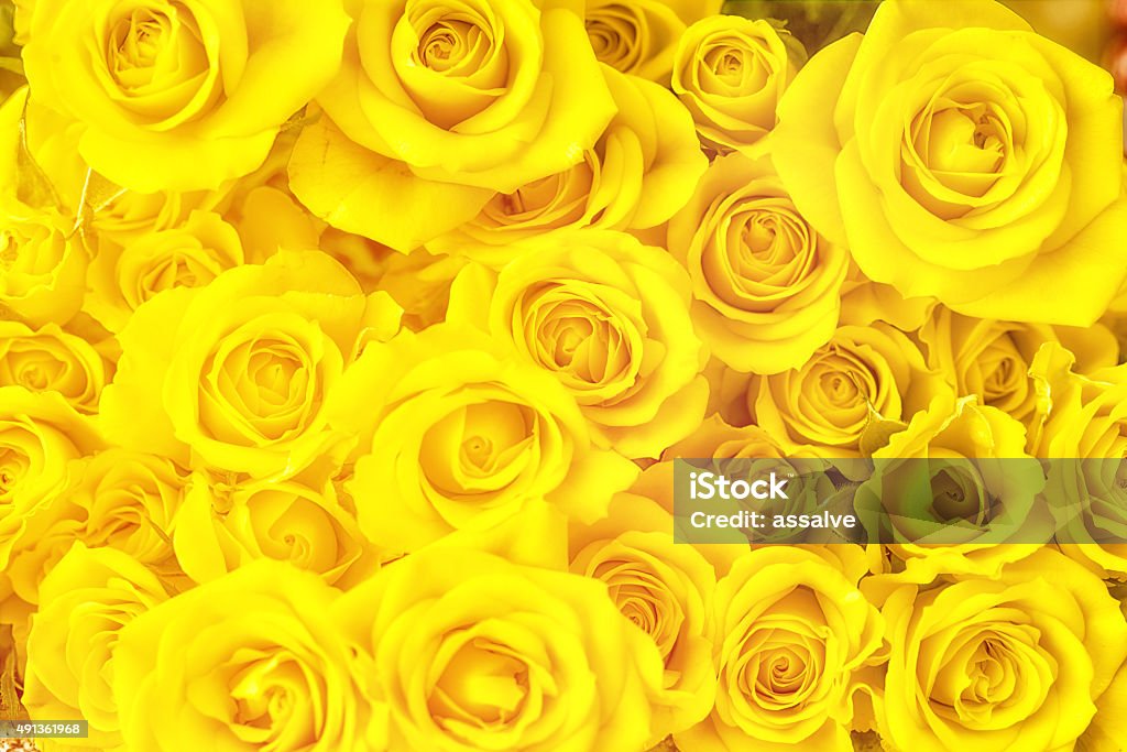 Bouquet of yellow roses full frame photography bunch of yellow roses full frame photography Yellow Stock Photo
