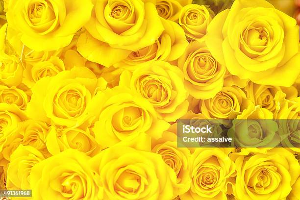 Bouquet Of Yellow Roses Full Frame Photography Stock Photo - Download Image Now - Yellow, Rose - Flower, Flower