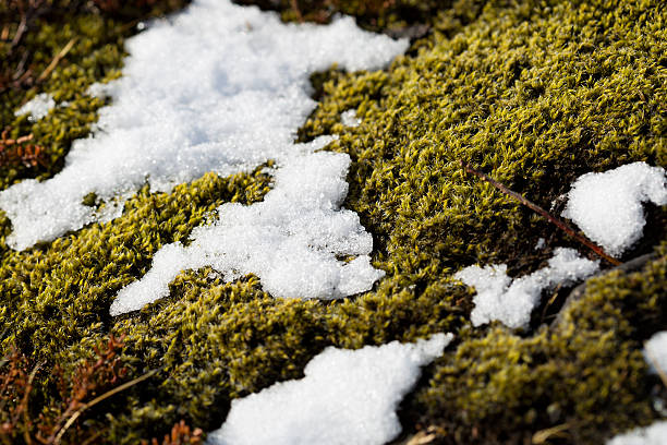 istock Closeup of fragile Icelandic moss 491362132