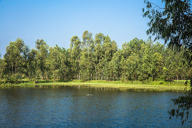 Beautiful view of lake surrounded by green forest and folliage Beautiful view of a lake surrounded by green forest and folliage folliage stock pictures, royalty-free photos & images