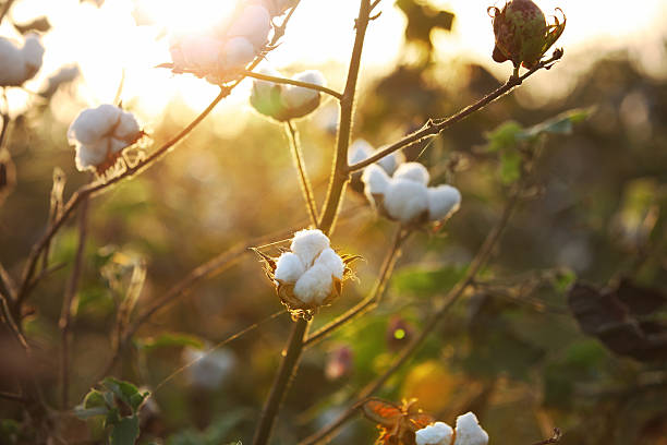 algodão campo durante o pôr-do-sol - cotton field agriculture plant - fotografias e filmes do acervo