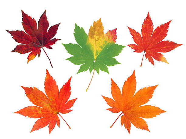 istock Set of five colorful autumn maple leaves 491363200