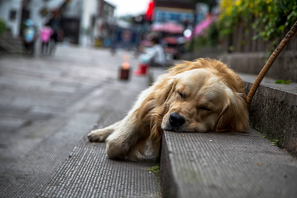 stray dog sleeping on top of a wooden table, in the background a backyard