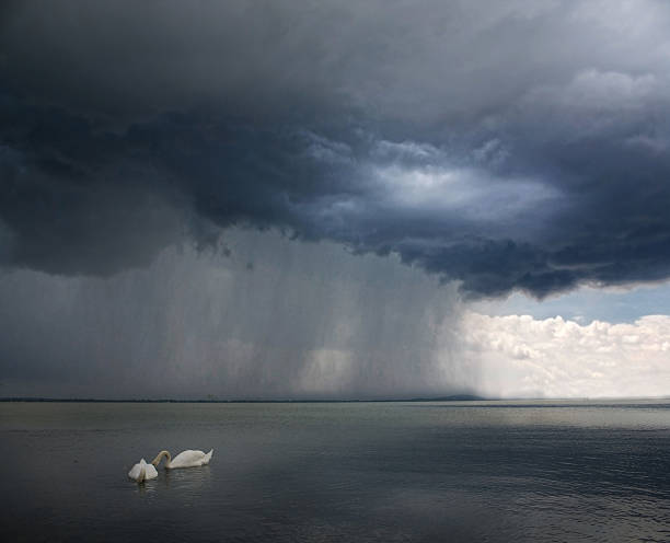 Storm appraching - swans on the foreground Storm appraching - swans on the foreground Microburst stock pictures, royalty-free photos & images