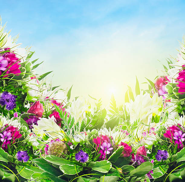 flores coloridas no fundo do céu, floral, moldura - close to moving up single flower flower imagens e fotografias de stock