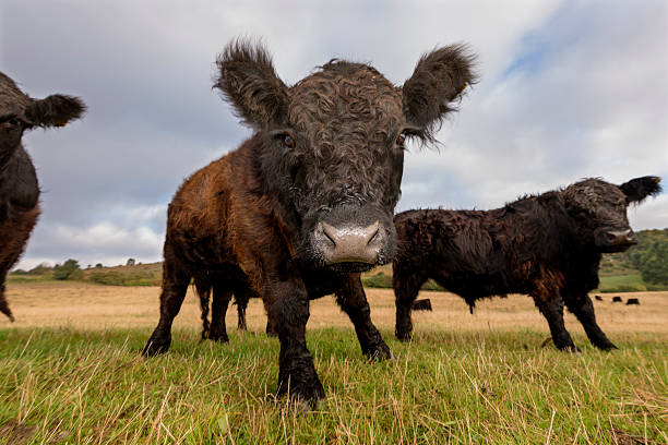 istock Galloway  Calves Posing For The Camera 491366634
