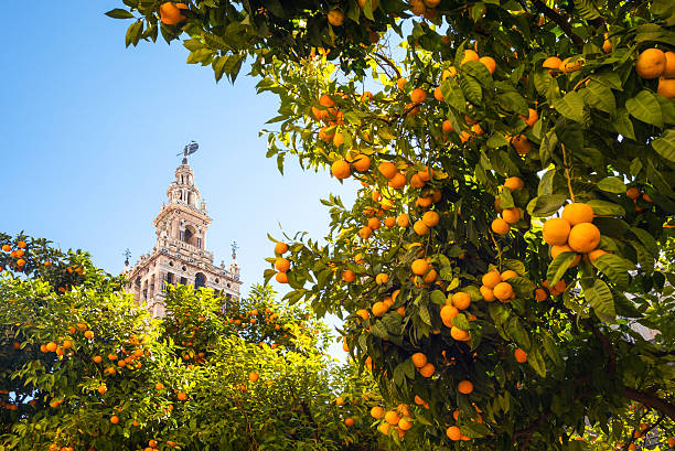 アンダルシア - sevilla ストックフォトと画像