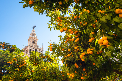 Seville, Spain - July 13, 2021: Downtown Seville, Spain with the Church of the Annunciation and the Metropol Parasol on a sunny day.