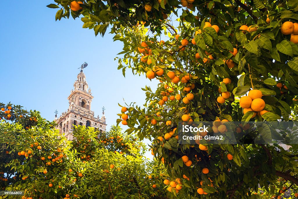 Andalusia Spain, Andalusia, Seville, the Cathedral bell tower seen from the garden courtyard Seville Stock Photo