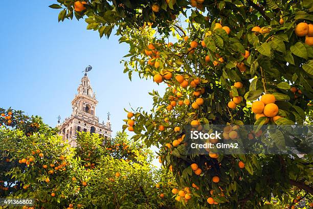 Andalusia Stock Photo - Download Image Now - Seville, Orange - Fruit, Spain