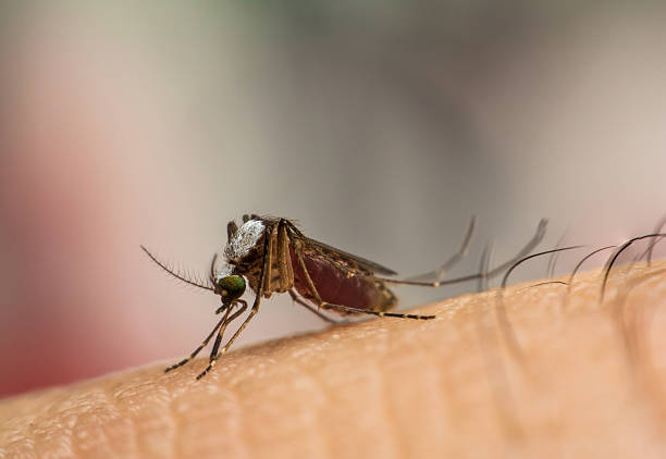 istock Mosquito on a human hand sucking blood 491375830