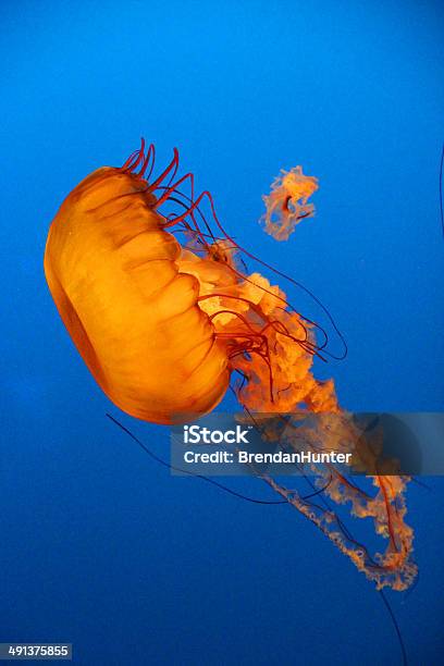 Orange Jelly Stockfoto und mehr Bilder von Anmut - Anmut, Blau, Blauer Hintergrund