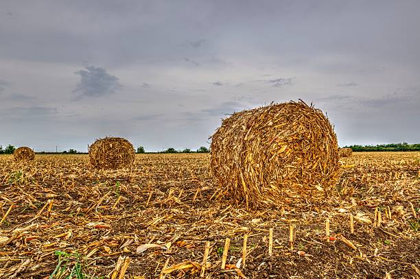 maïs stover bales hdr-image - romanian hay photos et images de collection