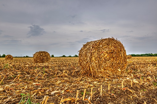 A field of round bales