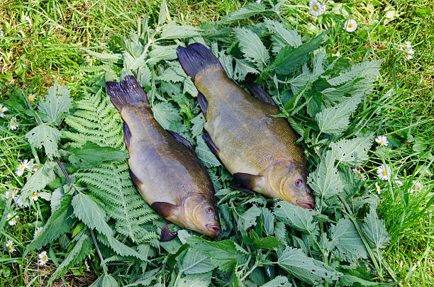 large tench lying on the tufts of nettle outdoor two large glossy tench lying on the tufts of nettle outdoor golden tench stock pictures, royalty-free photos & images